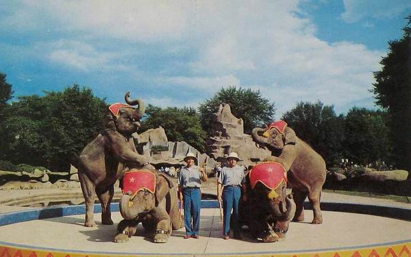 Detroit Zoo Elephant Show (newer photo)